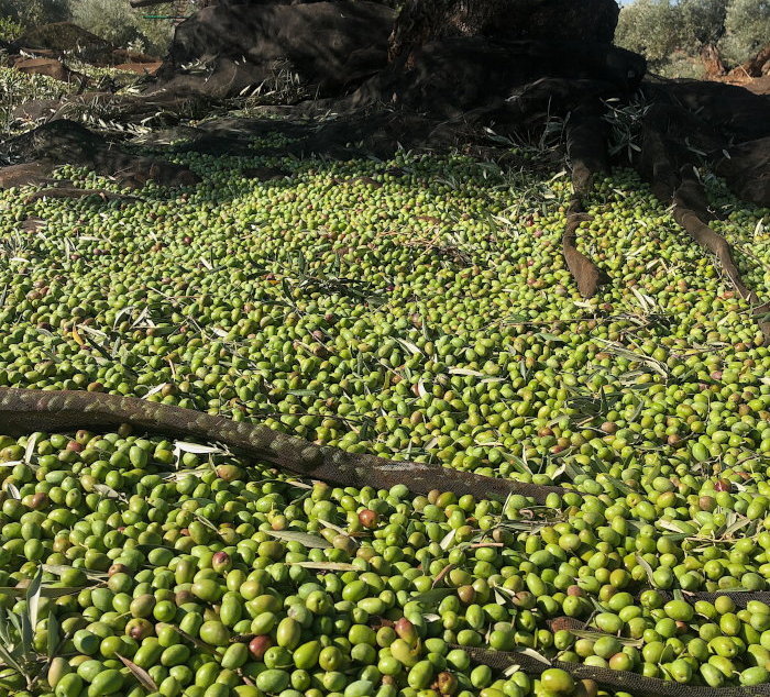 Aceite de oliva cosecha temprana