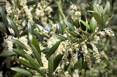 La flor del olivo, una gran desconocida