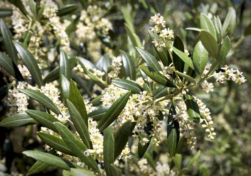 La flor del olivo, una gran desconocida