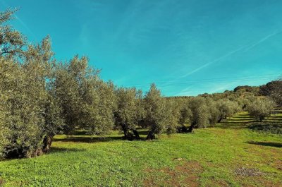 ¿Cómo es el cultivo ecológico del olivo?