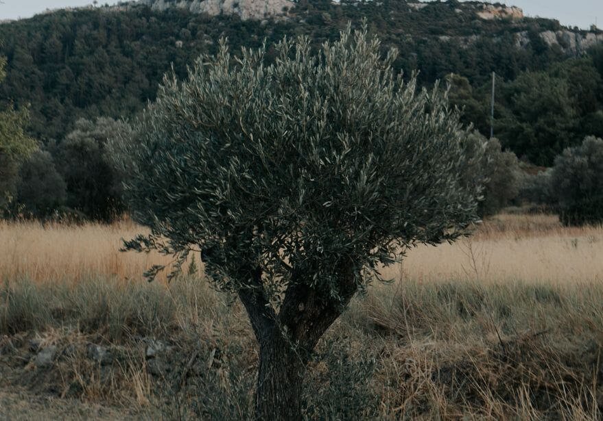 Cómo plantar un olivo a partir de una rama
