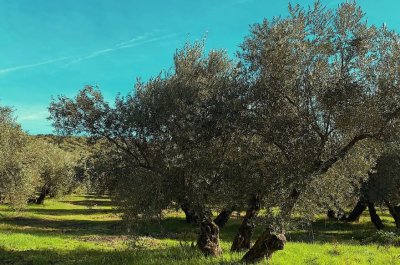 ¿Cuánto tarda en crecer un olivo?