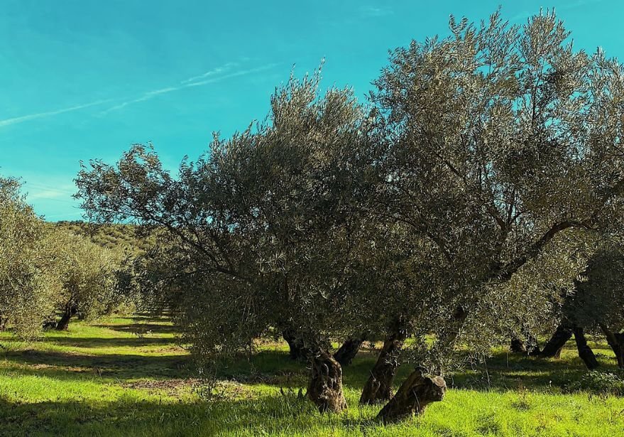 ¿Cuánto tarda en crecer un olivo?