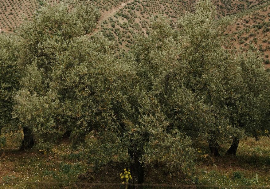 Olea Europaea, el nombre científico del olivo